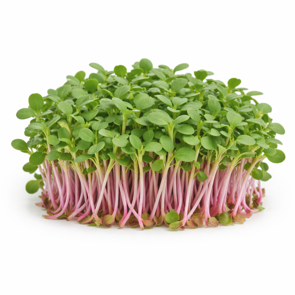 Pink Radish Microgreens