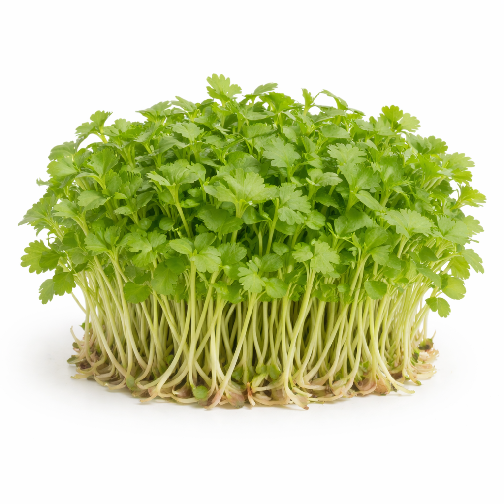 Coriander Microgreens