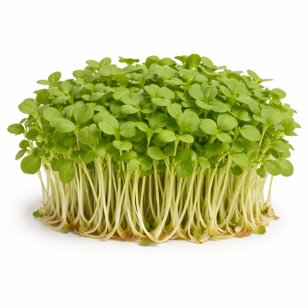 Mustard Microgreens