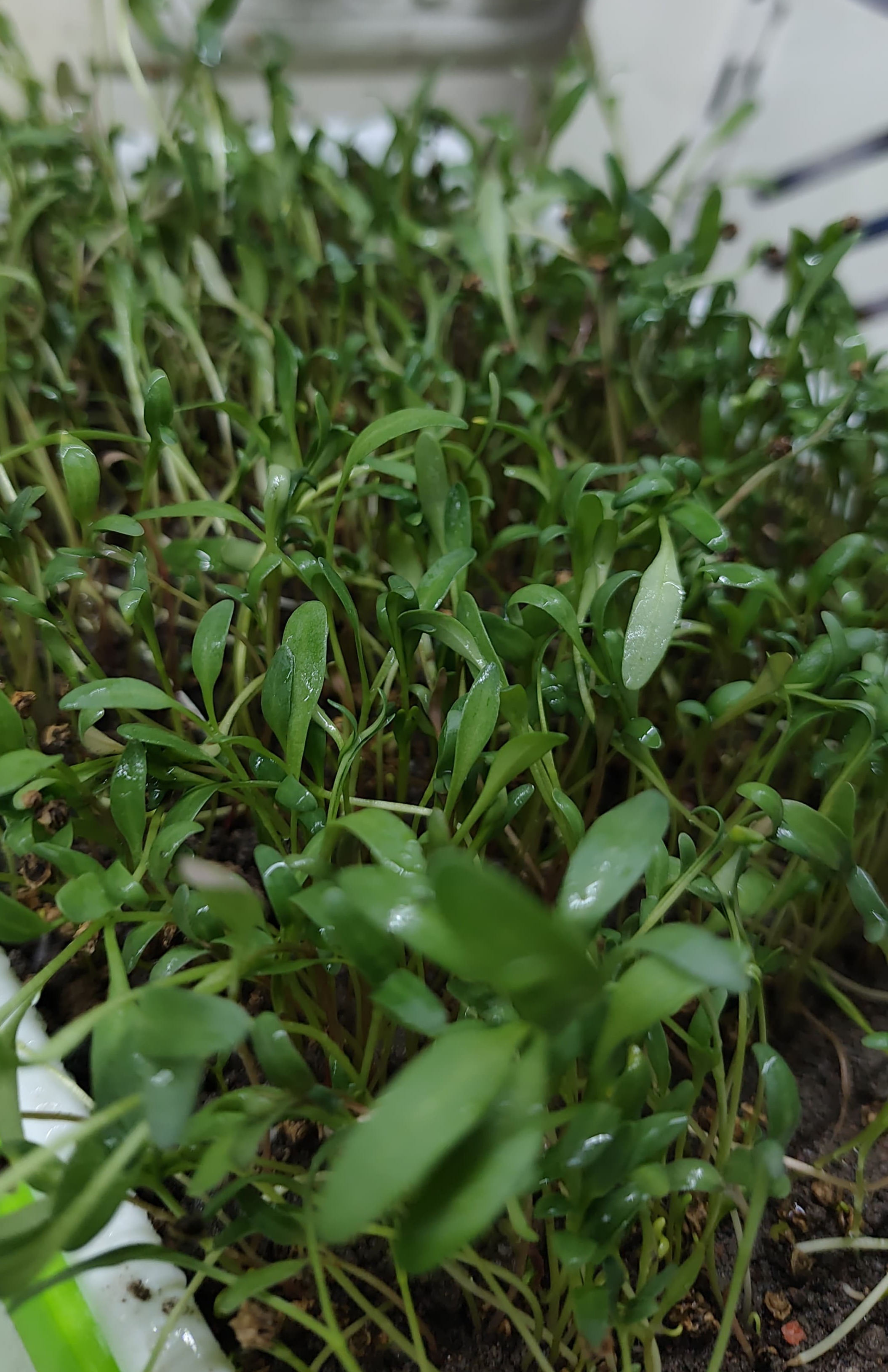 Spinach Microgreen