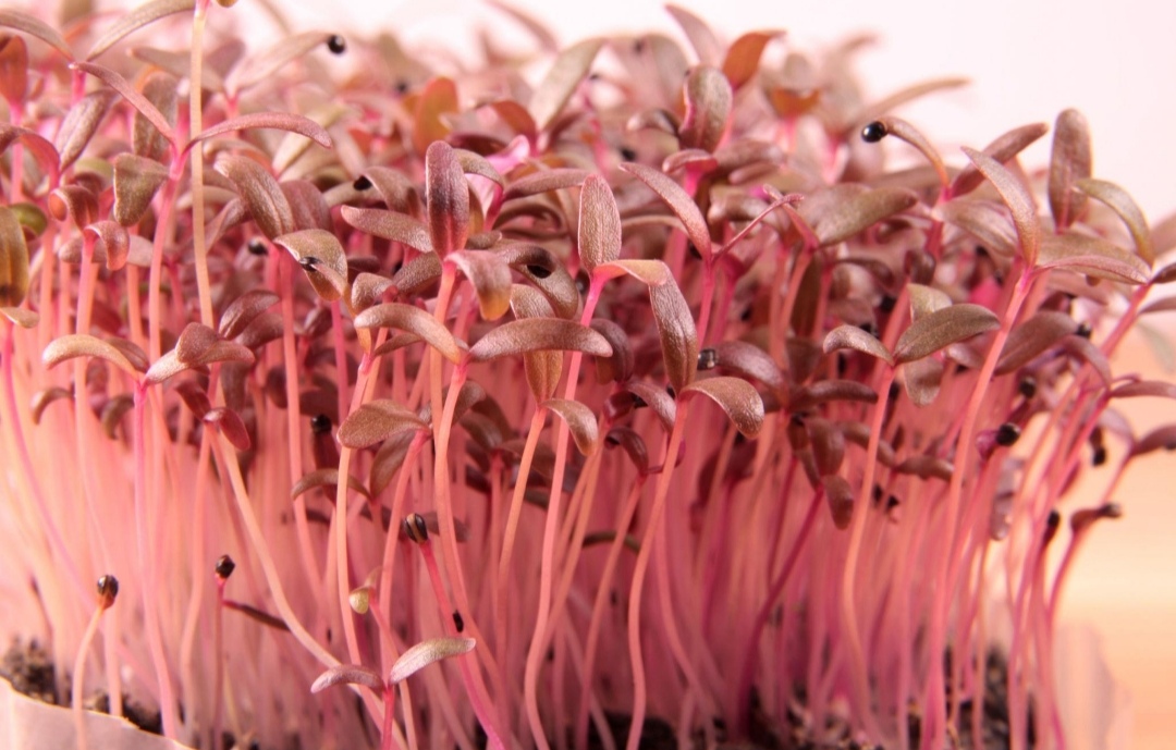 Red Amaranth microgeen