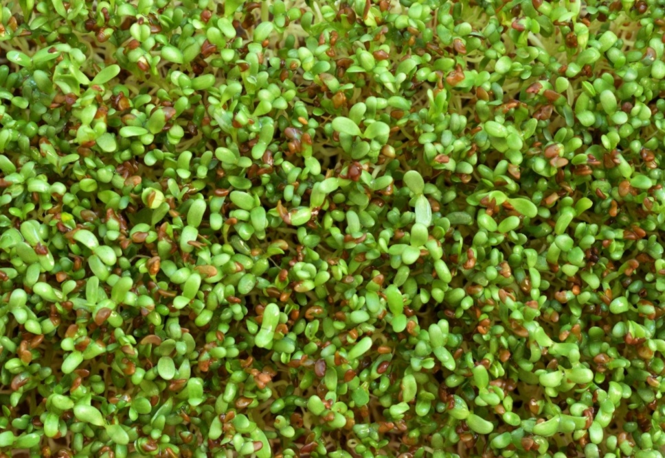 Alfalfa microgeen (Soppu)