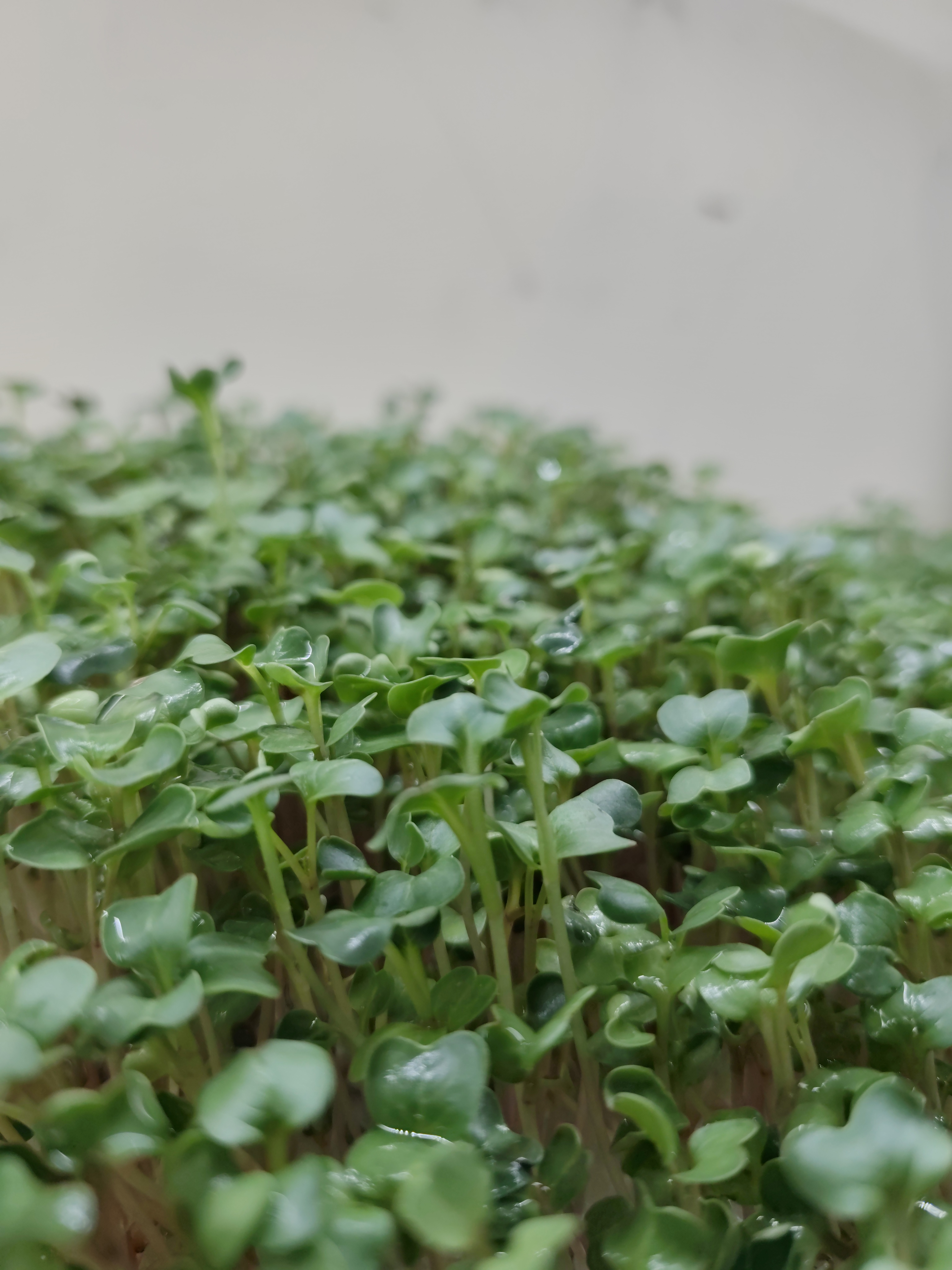 Pink Radish microgeen